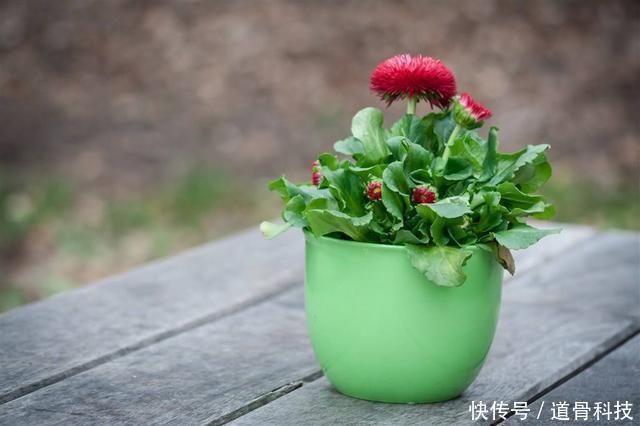 植物|养花少不了换盆,但这6个“坑”要注意,小心换一盆黄一盆!