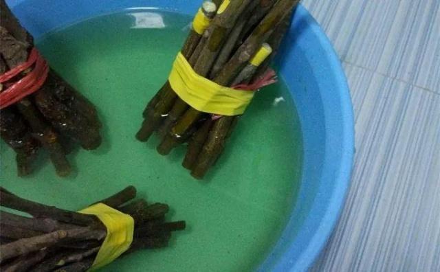 教你“扦插”无花果,只用1个“塑料杯”,年底种下,来年开花!