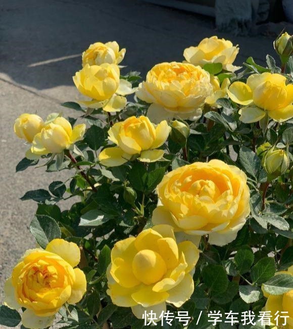 夏天养月季,黄叶又落叶多菌灵不管用,3招杜绝月季“黑斑病”!