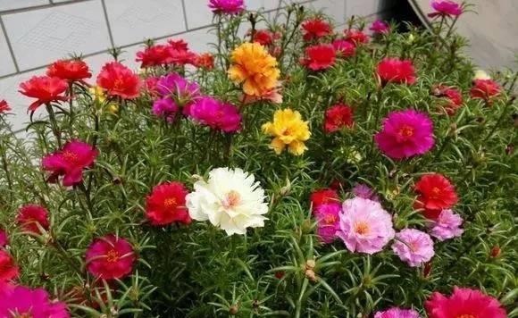 6种绿植怎么养都不会死,怪不得这么多人喜欢