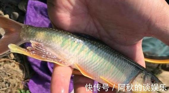 鲫鱼|它常误认成鲫鱼，只有黄辣丁二分之一大，却性情凶猛难捕获