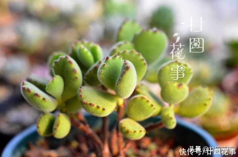 叶子|多肉中的熊孩子，爱掉叶变光杆，4个方面做到位，爆盆还染红指甲