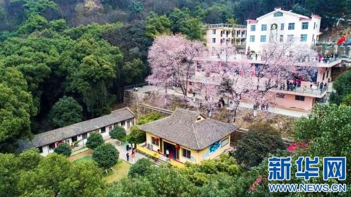 新华网：【瞰春光】江西庐山：山寺樱花始盛开