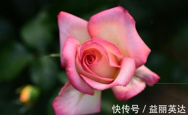 夏天养月季不能施肥别搞错，会错失好几拨花开