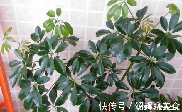 有害气体|这“2种”树，比花卉好养，能够吸“甲醛”，养一盆好处真不少