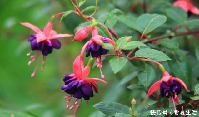 栀子花|4种“娇气”花,公认的难养,一个比一个难伺候,买了也白花钱