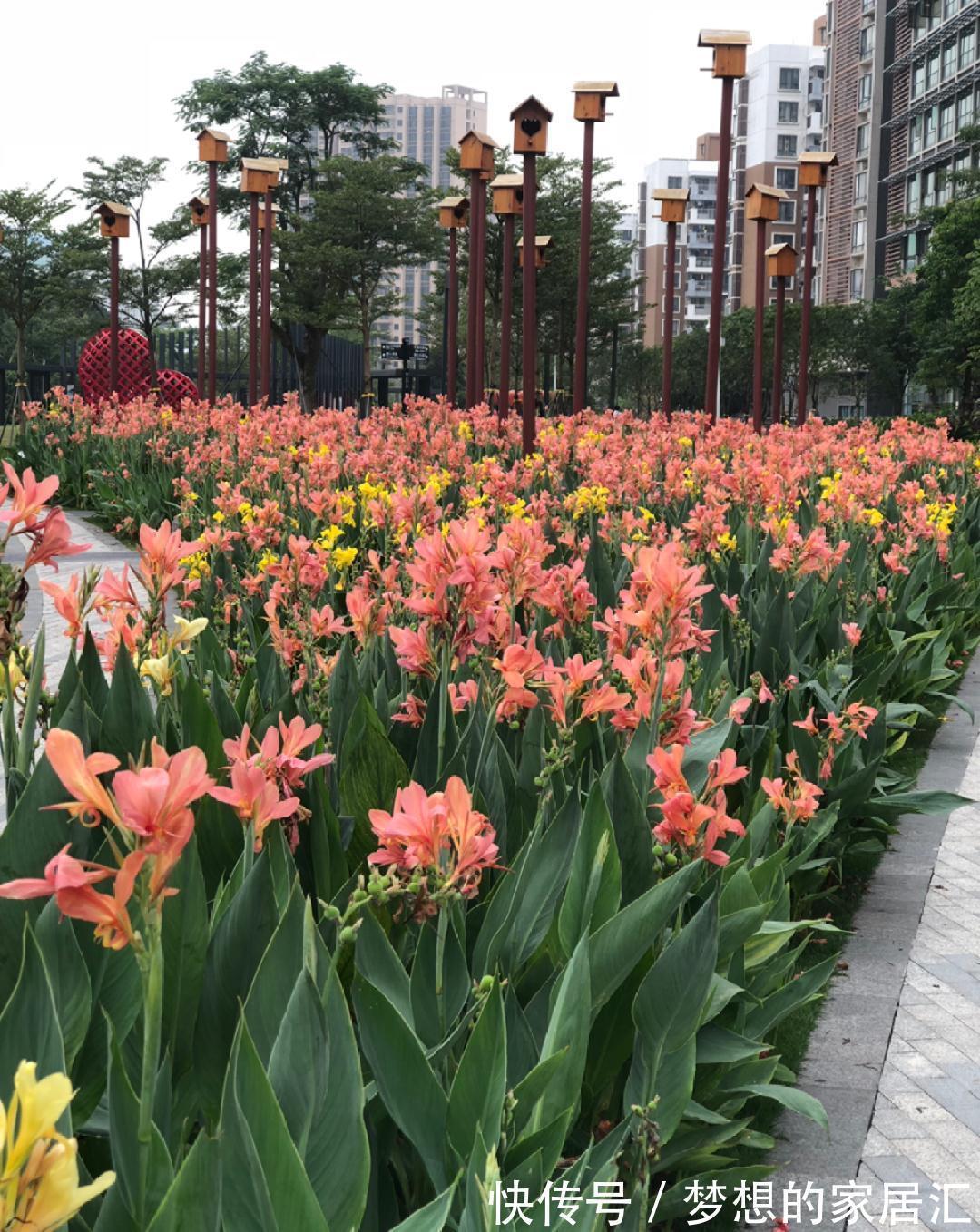 10种花太能喝水,一天一瓢水,7天爆满缸