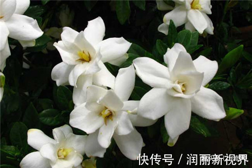 栀子花|栀子花养殖注意事项有哪些发生叶子边缘发黑枯萎的原因是什么