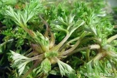 农村|农村的野菜,味道比肉还鲜,价值珍贵,一斤80元,你可能错过了