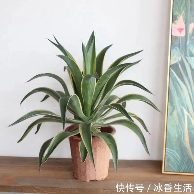 卧室养花好睡眠，这3种花是最佳选择，厚实的大绿叶最能净化空气