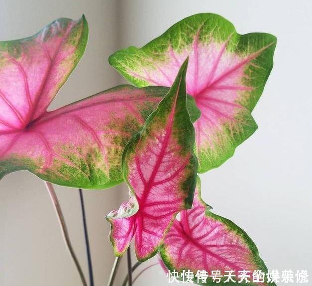 聪明人都养4种花,净化空气,帮助睡眠,快养起来吧