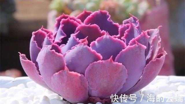 多肉植物中的6位舞者,个个都很漂亮,听名字就很想拥有一盆