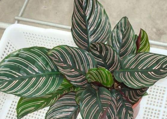 城市人养花，如何解决施肥难题3种方法，教你不花钱就养好花