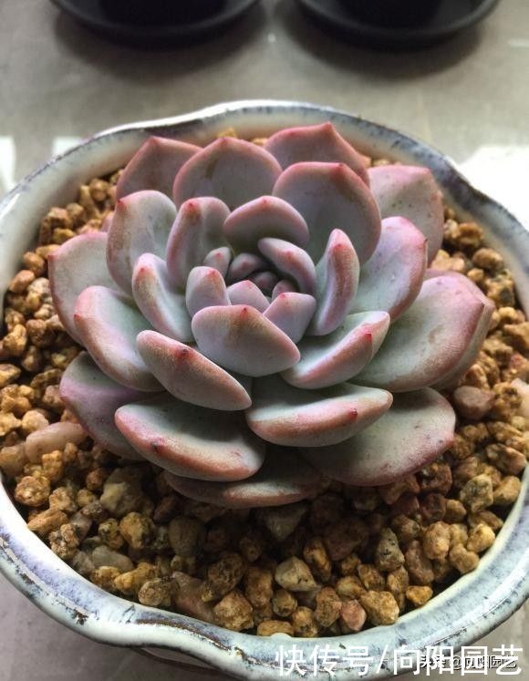 网上买多肉，买的时候红彤彤，养了1个月，变成绿青菜，为啥？