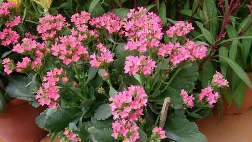 长寿花在花朵凋谢后复花的技巧，掌握几招，夏天也能开花