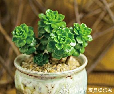 光照|多肉“蒂亚”还在充白菜3个小技巧,浑身红彤彤,颜色最耀眼