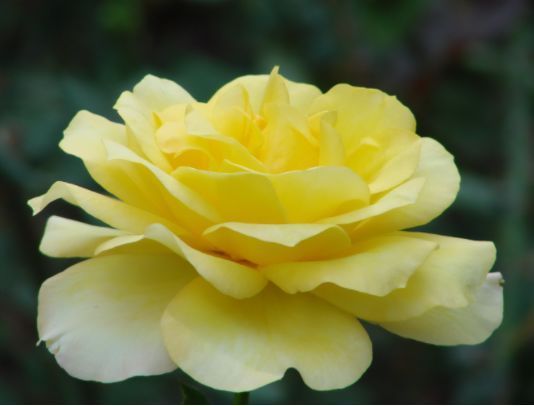 适合养的花,好活易爆盆,花姿妖娆,四季繁花似锦,美