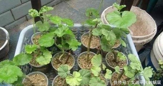 栀子花|掐个枝叶都能养活的10种盆栽植物,不用你管就能爆盆,你知道么