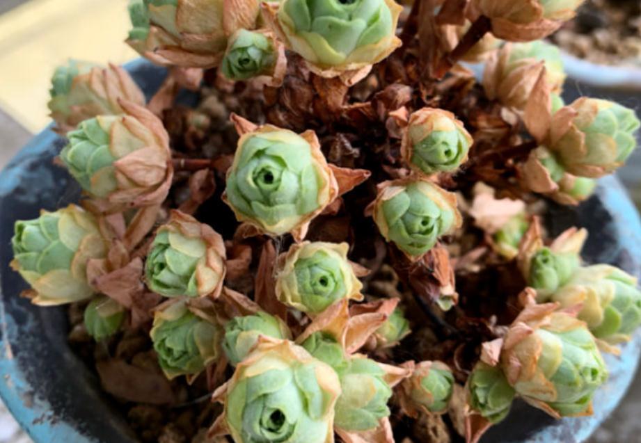 入冬前养多肉，弄懂4个问题，茎叶肥嘟嘟惹人爱