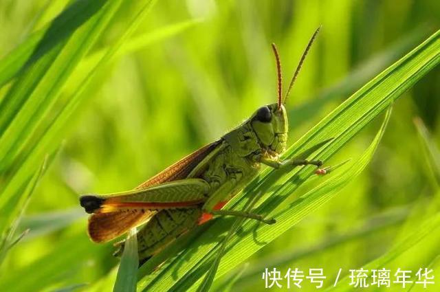 孔二哥#民间传说:孔子心善放走蚂蚱,天师无奈留下神鸡……