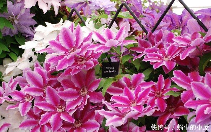 4种花养家里，美成了花园，名字好听，开更美，开花漂亮上档次！