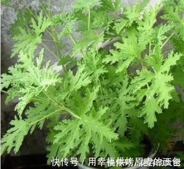 净化|此7种健康花，养家里空气清新病菌少，看看你家有吗