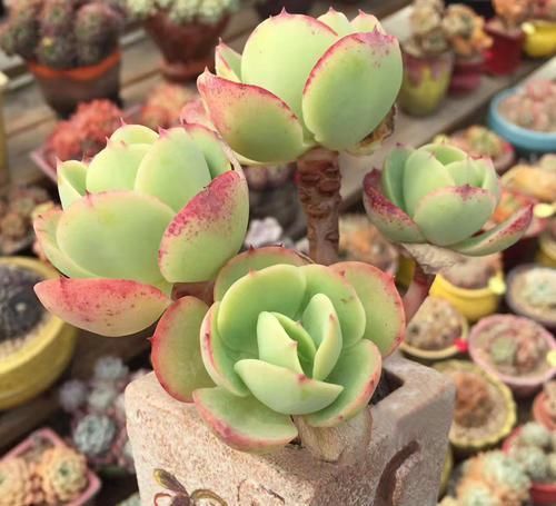 养多肉碧桃,不能宠着它,加点老树皮,养出果冻色