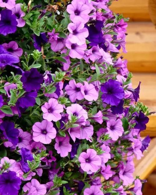 仙人球|5月逛花市,这些花别错过,号称“开花机器”,皮实好养耐晒耐热