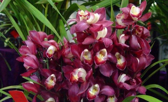 玫瑰|美过荷花,香过桂花,一年四季花开不断,连玫瑰都自愧不如