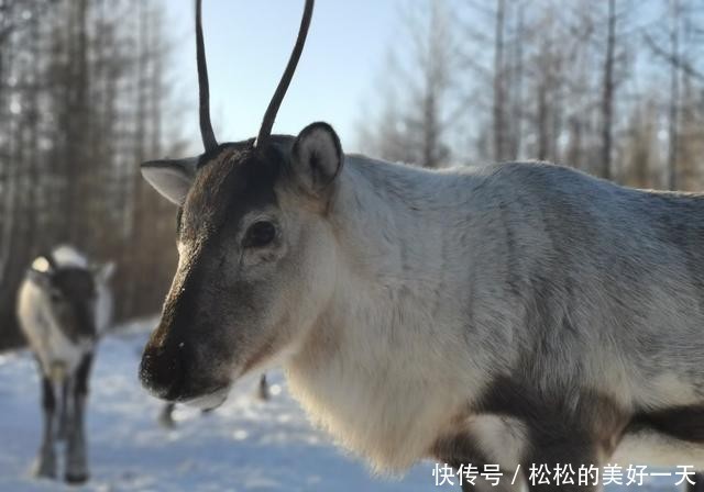 兴安|兴安驯鹿走出大山