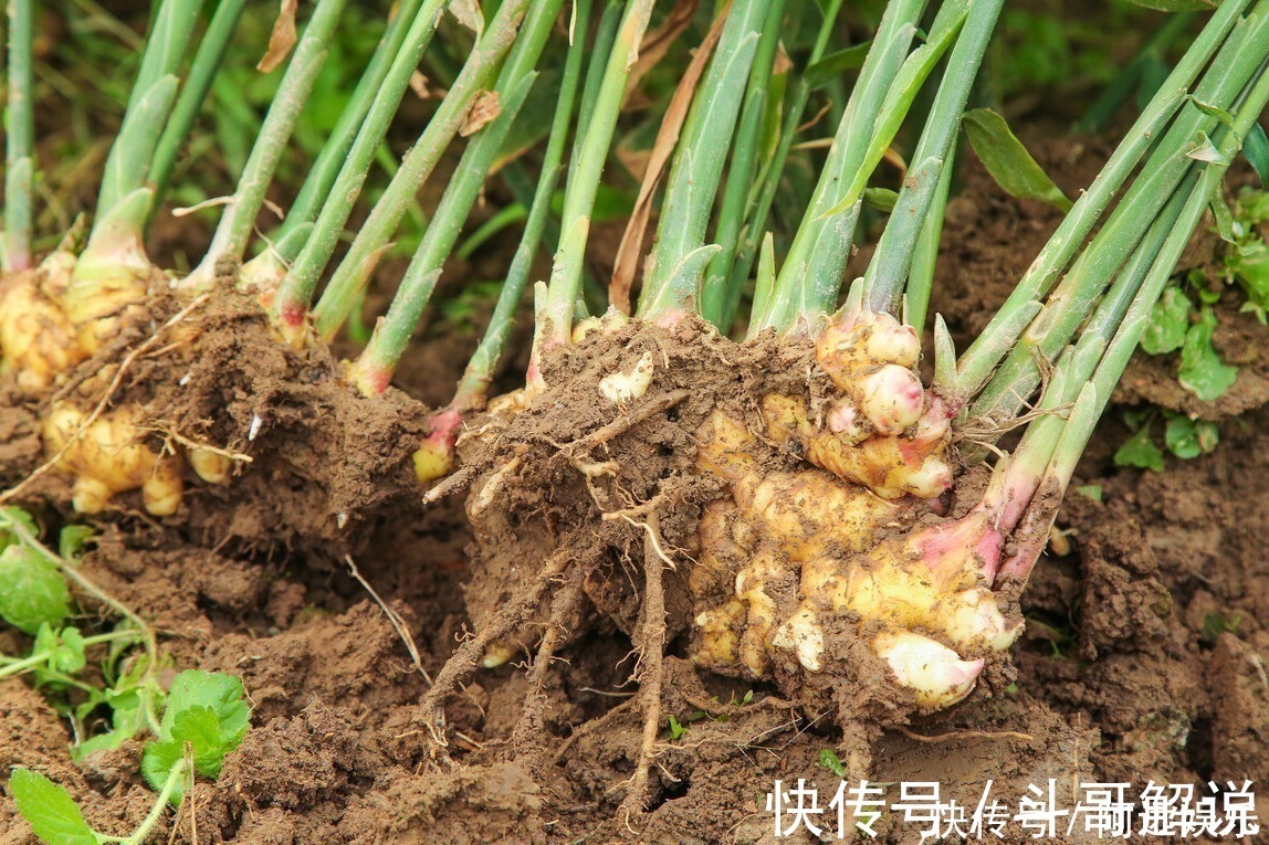 壮壮|比八角和味精还伤害大的调味品，若孩子吃得多，个头矮小发育困难