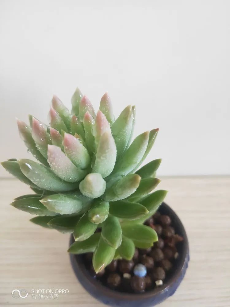 状态一般的多肉们，在我这儿已经是最美的存在了！