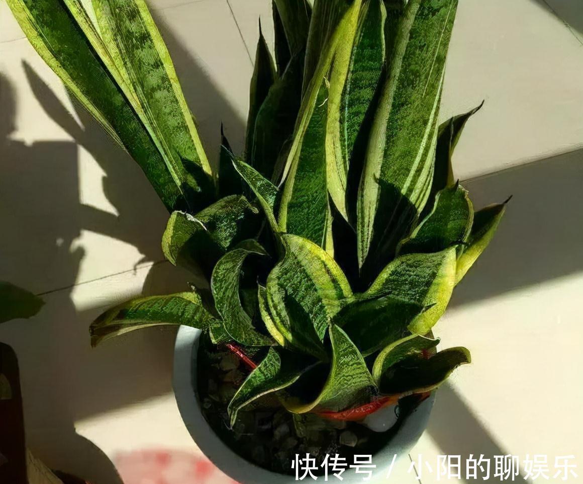 2年虎皮兰不长芽,3种刺激液体一浇,3周长一堆小尖芽