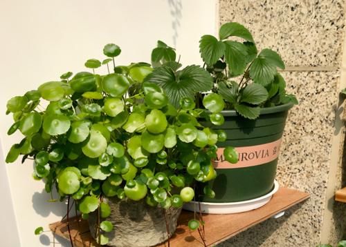 养花易出问题的地方真多！肥水土光，哪一个细节都不能遗漏