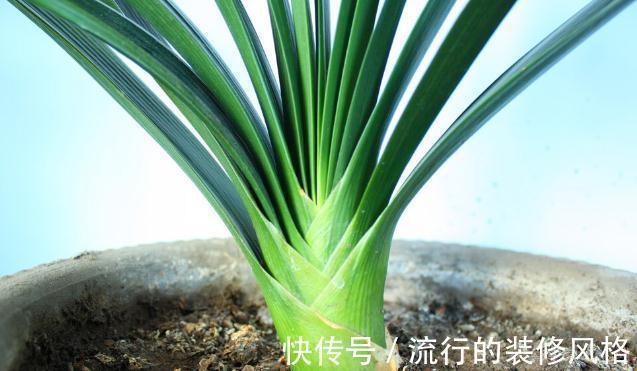 君子兰|君子兰有3个症状,及时处理,否则花期不开花