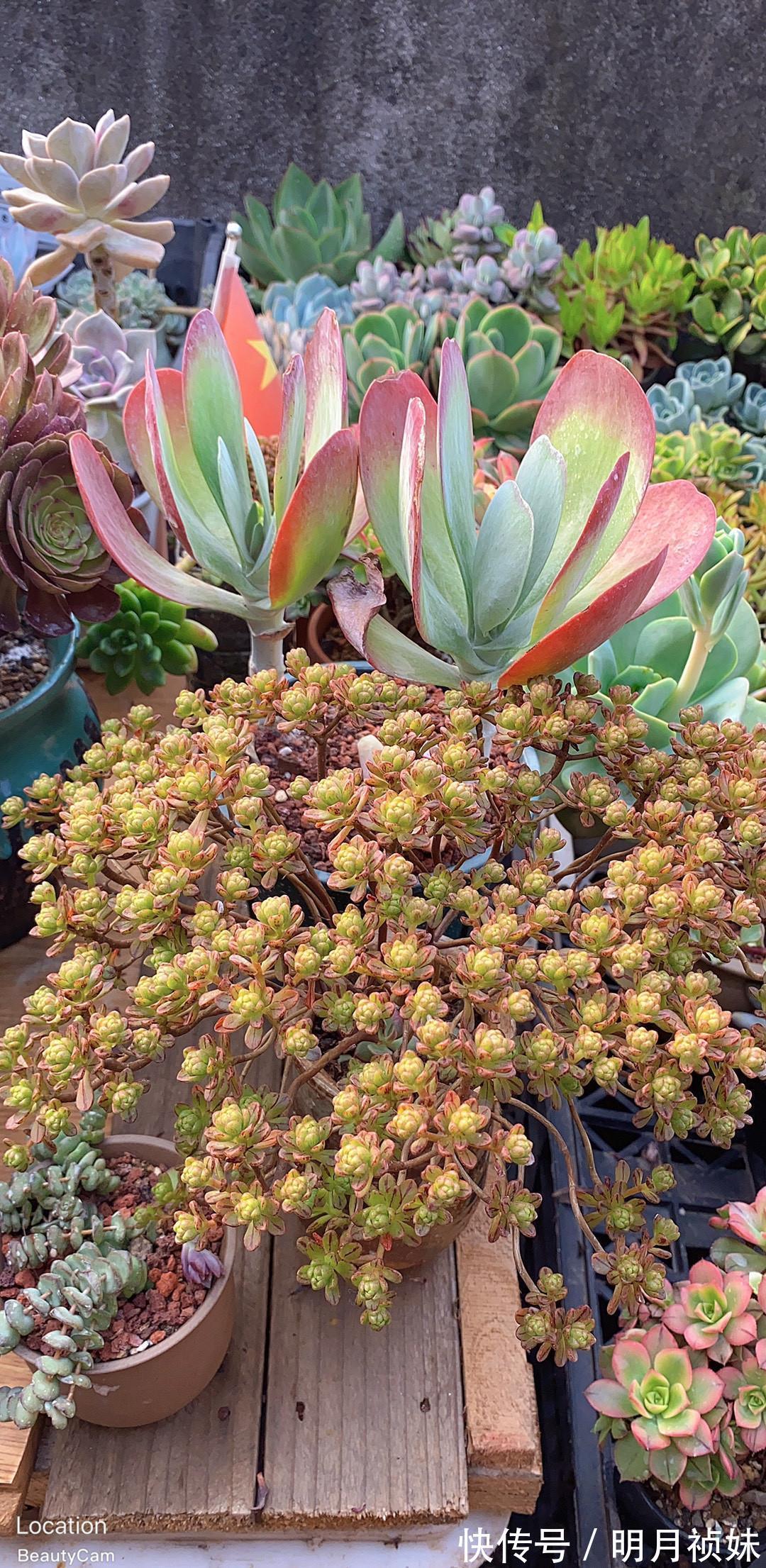 不起眼|3种“不起眼”的多肉，原本无人问津，后期成网红抢手货，抢着要