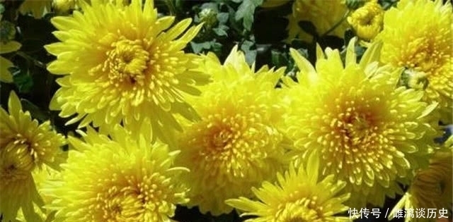 菊花|从杜牧的菊花须带满头归,看古代簪花的习俗