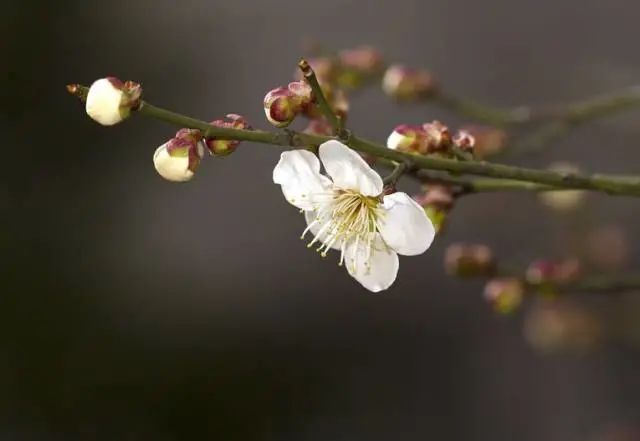 梅花开了，年也就近了！