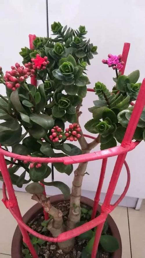 老妈养兰3年的长寿花，长成“巨无霸”老桩，开成大花球！