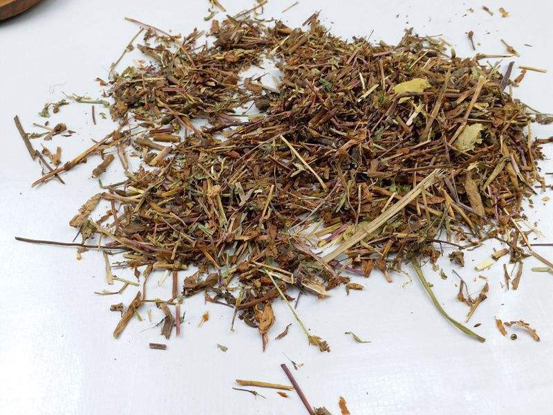 青柿靠近辣蓼草很快熟透,扔水里还能引鱼,农村爱拿来喂猪!