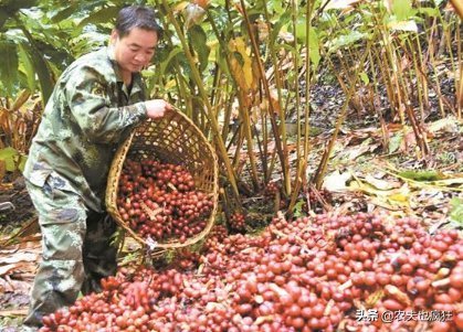  才能|南方才能种，根似生姜果像红枣，很多人以为有毒，却卖35元1斤