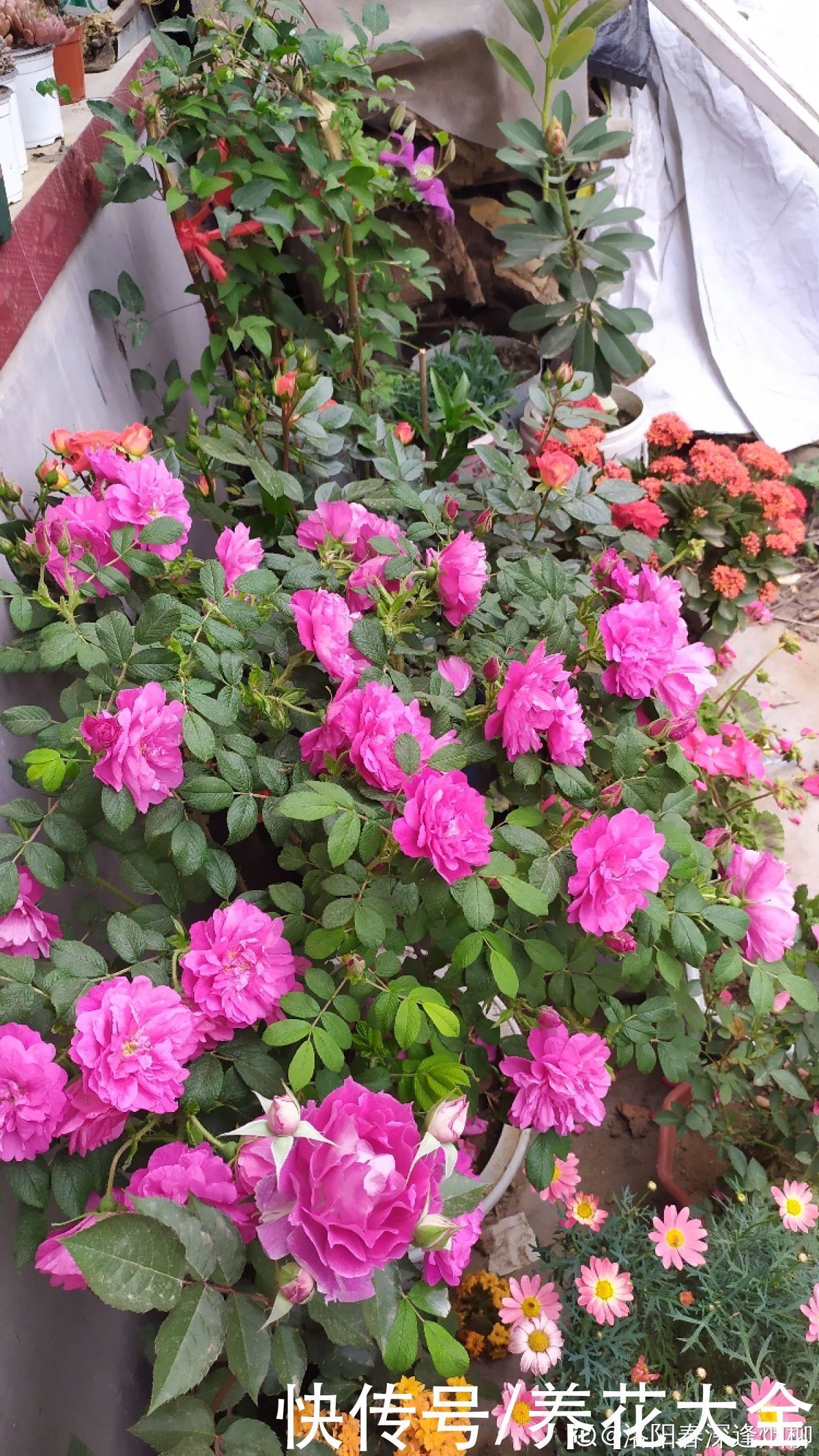 老中医爱养的4种花,堪称植物“百宝箱”,养人养身心