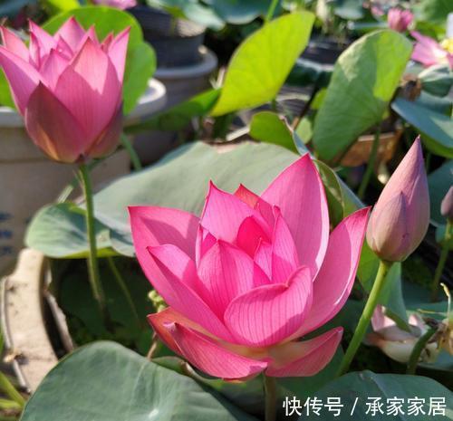 气质|五种盆栽,自带高贵气质,在家摆一盆,格调高,人人夸你眼光好