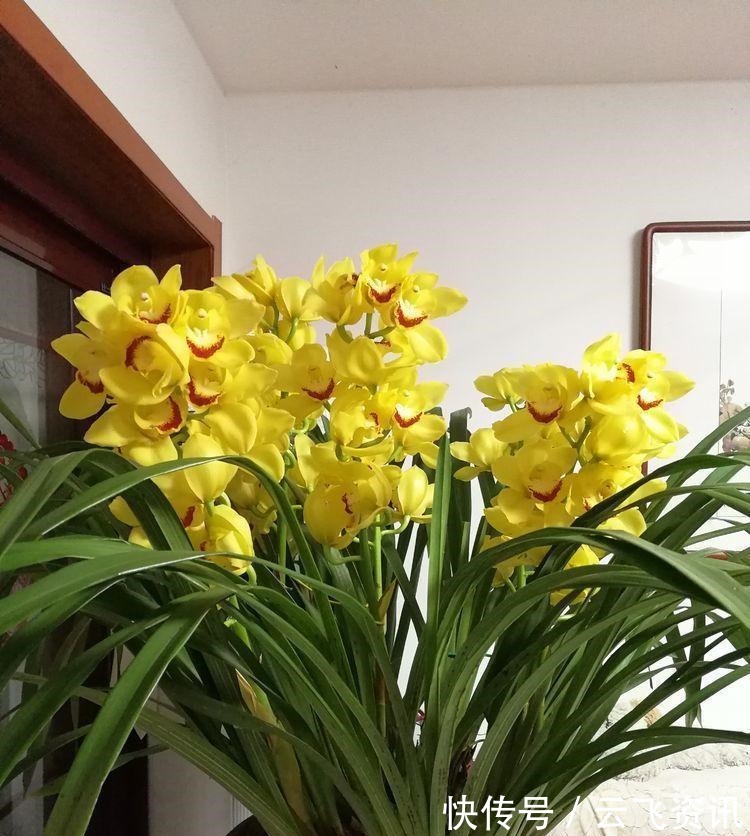 阳台养花,不妨试试此4款植物,花色艳丽灿烂无双,美观大气