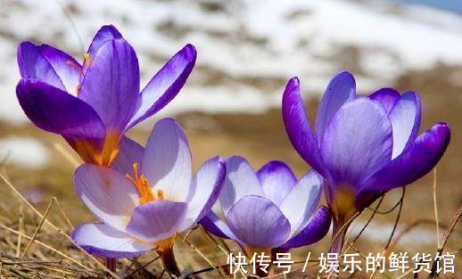 藏红花|从8月28日开始,家养此款花卉,一年多季开花,花朵清新优雅