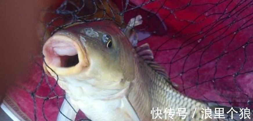黄辣丁|钓野生大鲤鱼的“秘密饵料”，说出来你可能不信，但真的有效！
