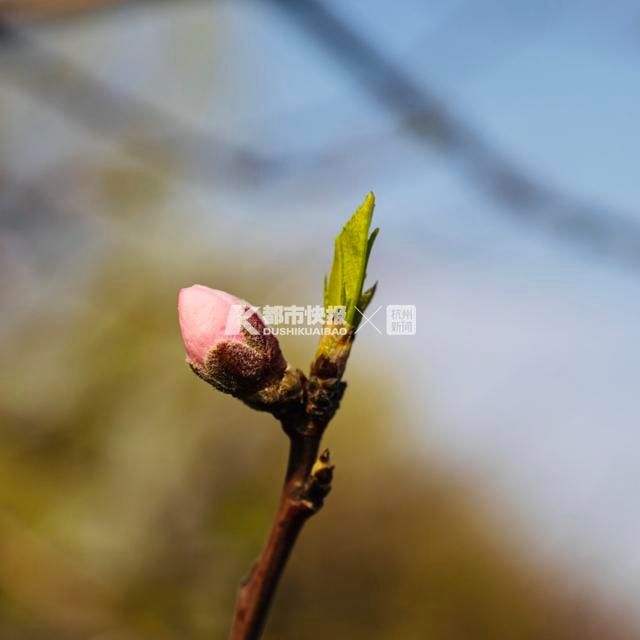 马上！西湖边的桃花也要开了