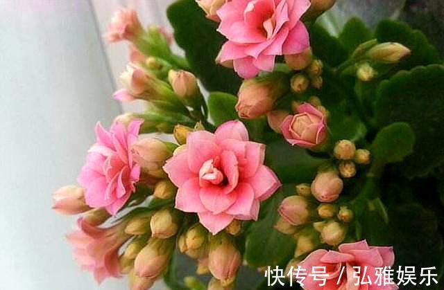 侧芽|盆栽长寿花，一年变“老桩”，只需做好“4件事”，开花千朵100天