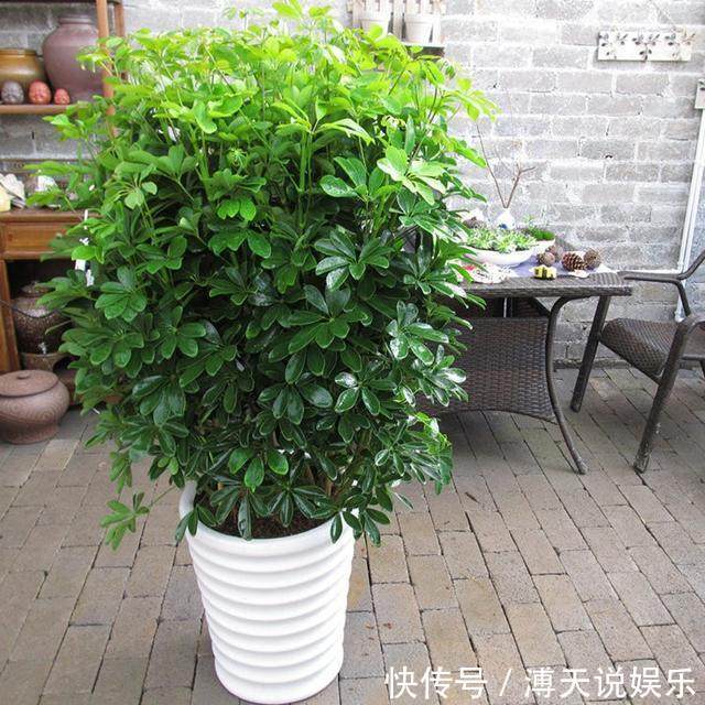 别乱养花，要养就养它，“镇宅辟邪”旺财、养人，有钱人都在养