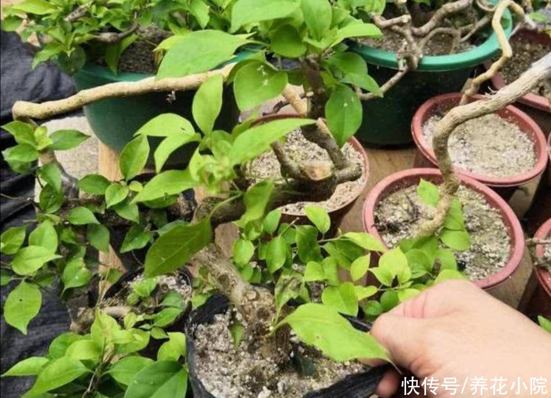 秋天|秋天给花卉换盆，4个关键点要注意，否则也是难服盆